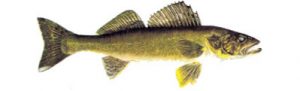 pickerel-walleye